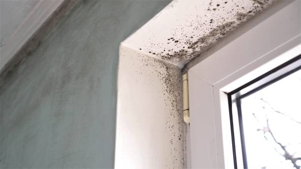 Best Commercial Mold Removal  in Palermo, CA