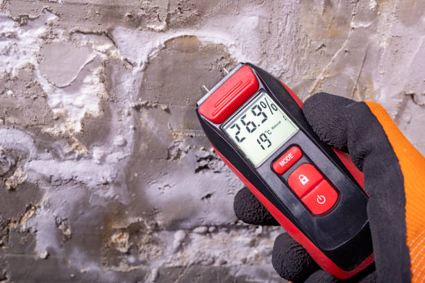 Best Black Mold Removal  in Palermo, CA