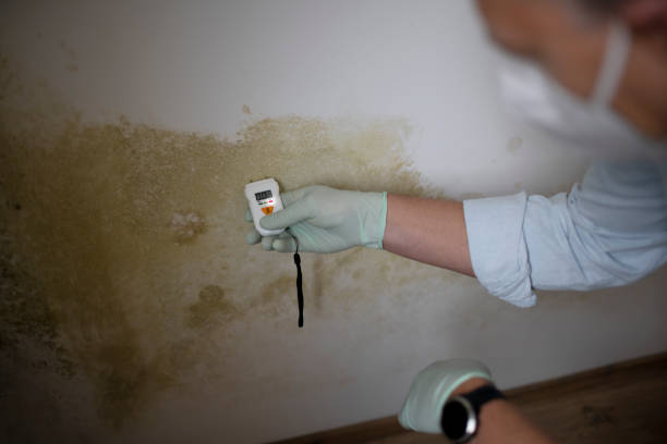 Best Mold Inspection  in Palermo, CA