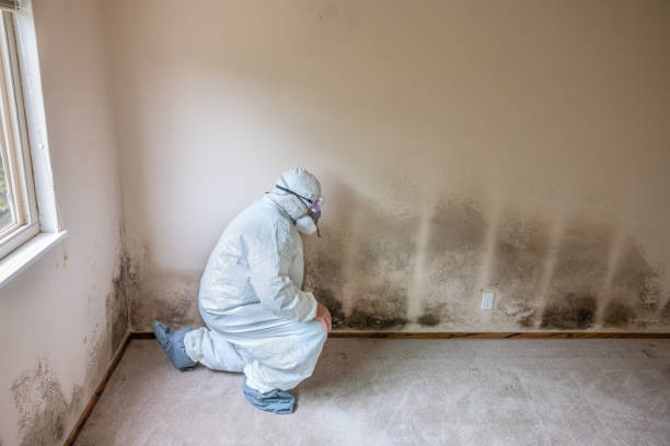 Best Mold Removal Process  in Palermo, CA