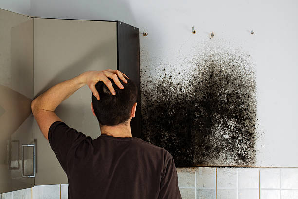 Best Local Mold Removal Service  in Palermo, CA