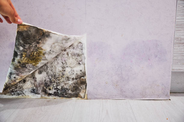 Reliable Palermo, CA Mold Removal Solutions